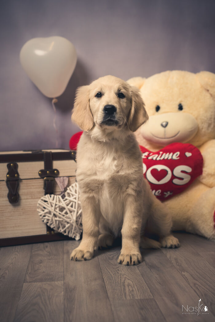 Star Dogs For A Day...