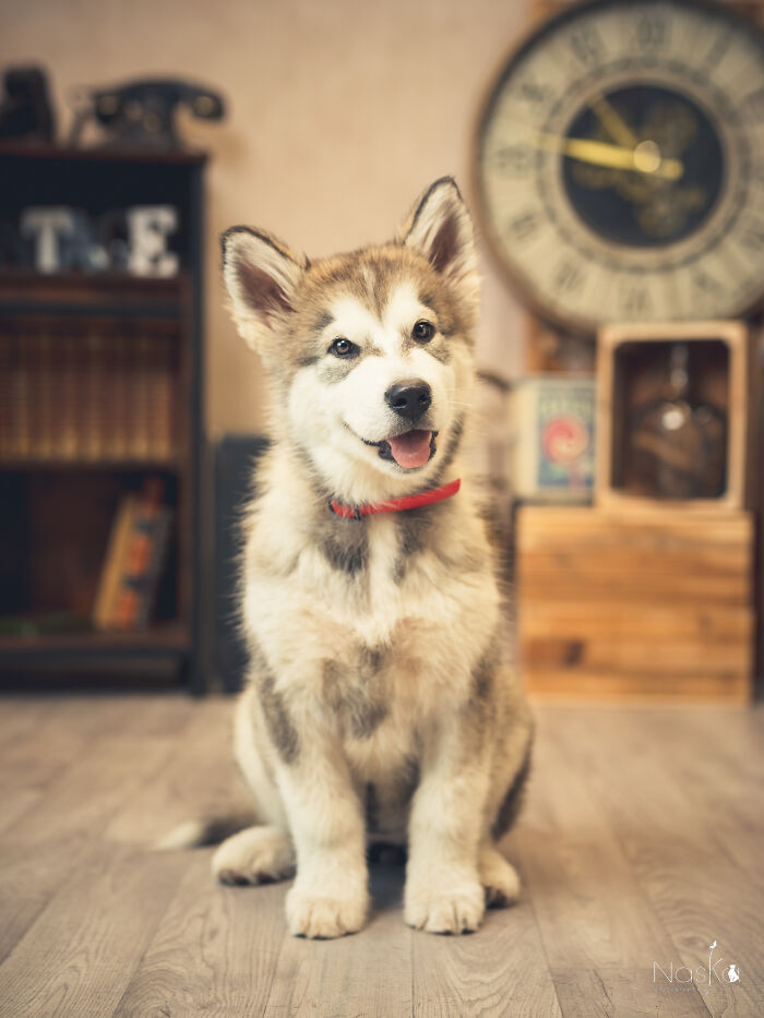 Star Dogs For A Day...