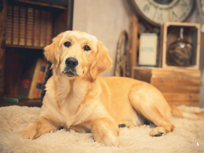 Star Dogs For A Day...