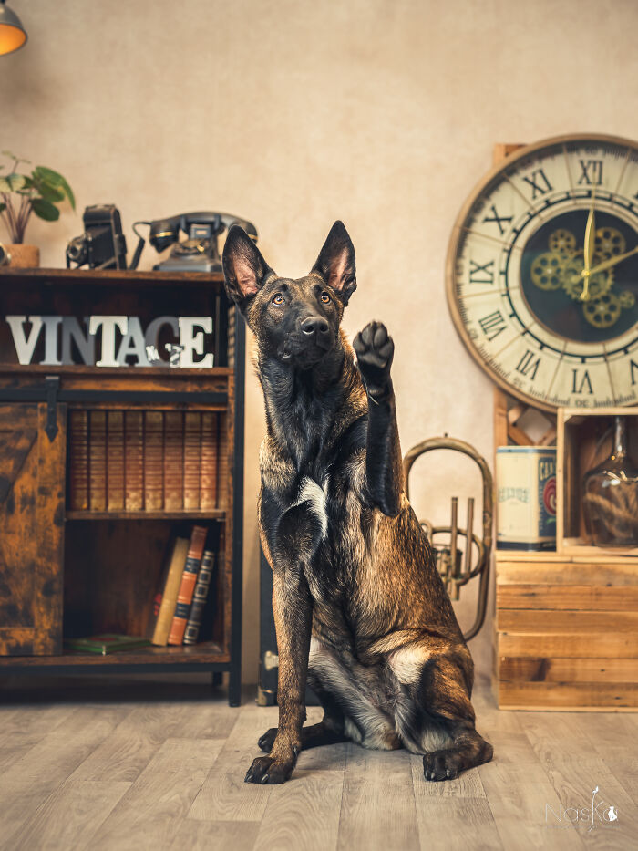 Star Dogs For A Day...