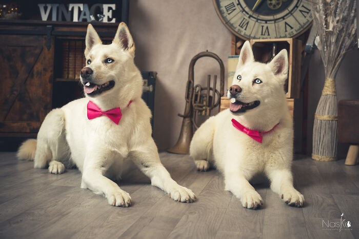 Star Dogs For A Day...