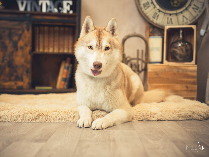 Star Dogs For A Day...