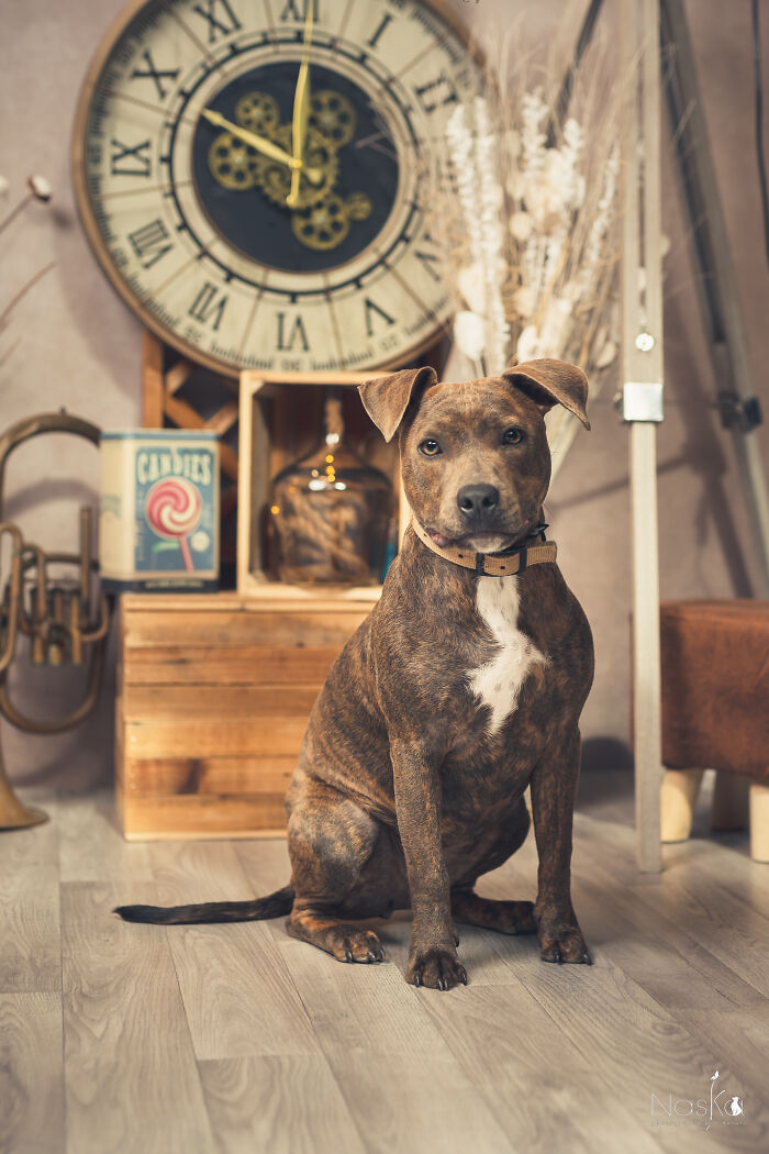 Star Dogs For A Day...