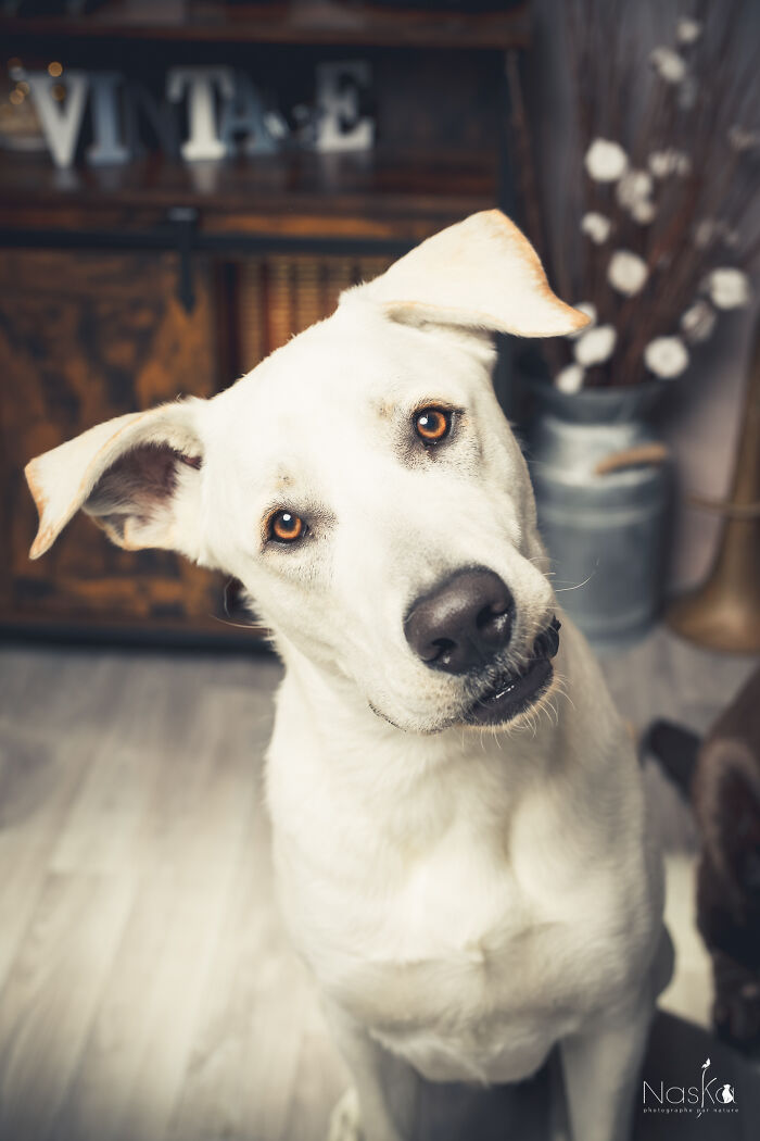 Star Dogs For A Day...