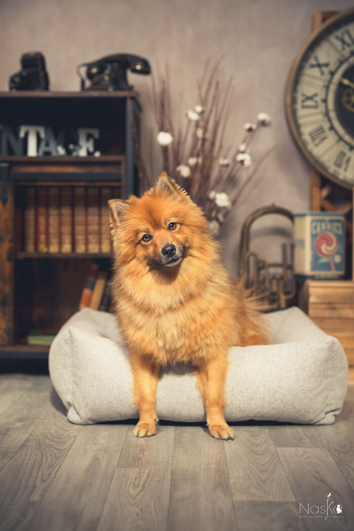 Star Dogs For A Day...