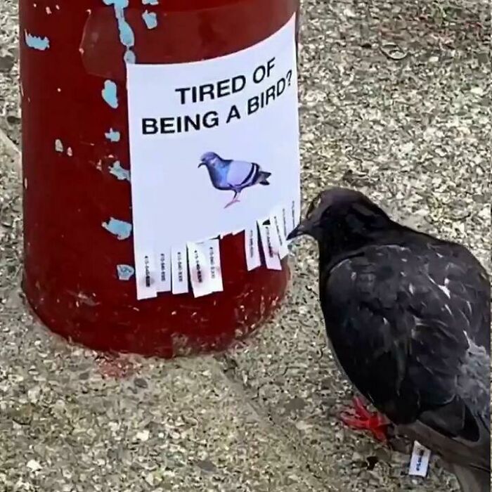 "Not Advertisements But Not Not Advertisements": 50 Funny Memes Without Context