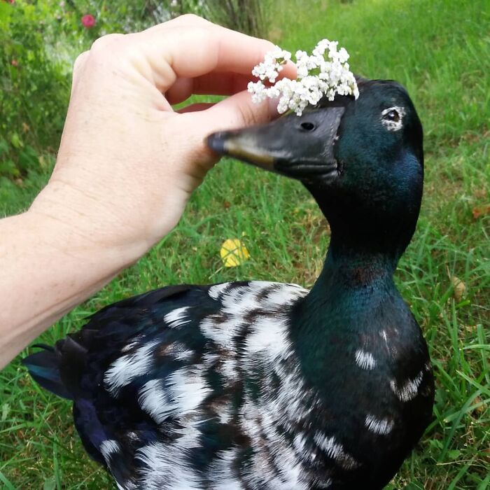I Just Want To Put These Pretty Flowies On Your Head, Hold Still!