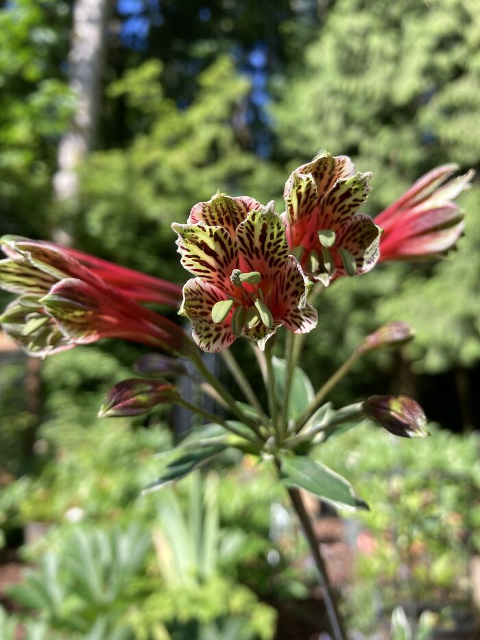 Peruvian Lily