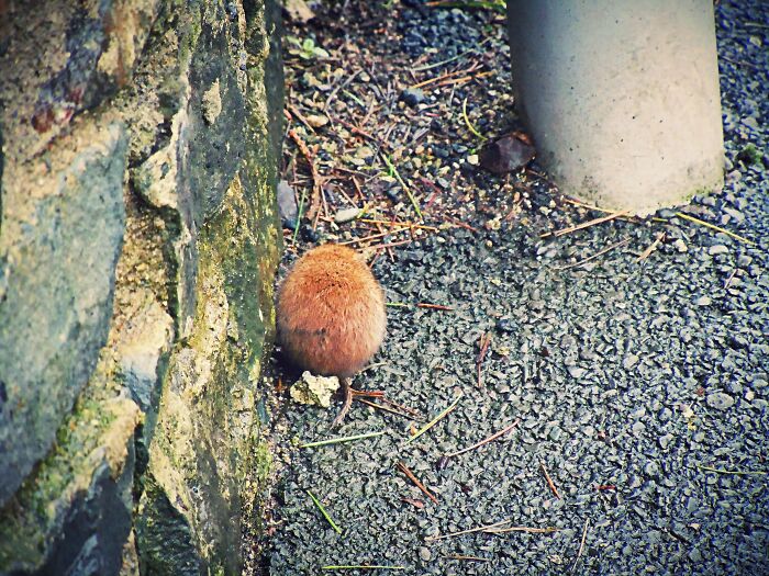 Small brown rodent partially hidden behind a stone wall, illustrating a funny fail at photographing wildlife.