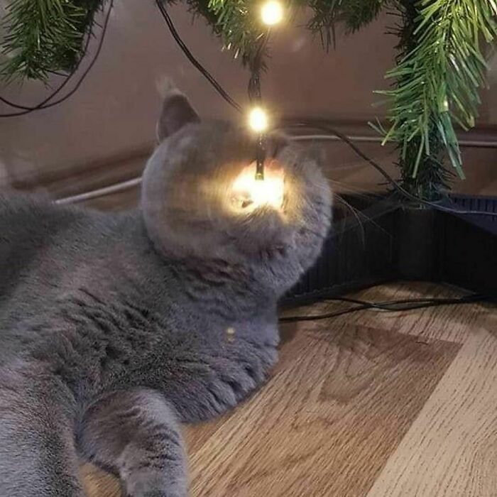 Gallery Of 5 Images.
sum Meta Catos 2 Luve
#meta_visions
...
...
...
...
...
#art #memesdaily #memes #memepage #shitpost #artwork #aesthetic #arts #shitposts #weirdmemes #cursedimage #meta #photography #viralsdaily #cursed #creative #wtf #memesdaily #viral #viralphoto #virals #viralvideo #dailyvirals #meme #photo #artist #streetart #visualart