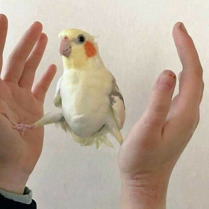 Gallery Of 7 Images.
sum Meta Birbz 4 Ur Heart
#meta_visions
...
...
...
...
...
#art #memesdaily #memes #memepage #shitpost #artwork #aesthetic #arts #shitposts #weirdmemes #cursedimage #meta #photography #viralsdaily #cursed #creative #wtf #memesdaily #viral #viralphoto #virals #viralvideo #dailyvirals #meme #photo #artist #streetart #visualart