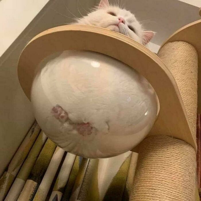 Gallery Of 5 Images.
tooke Meta Long Timez 4 Pozt 1000
#meta_visions
...
...
...
...
...
#art #memesdaily #memes #memepage #shitpost #artwork #aesthetic #arts #shitposts #weirdmemes #cursedimage #meta #photography #viralsdaily #cursed #creative #wtf #memesdaily #viral #viralphoto #virals #viralvideo #dailyvirals #meme #photo #artist #streetart #visualart