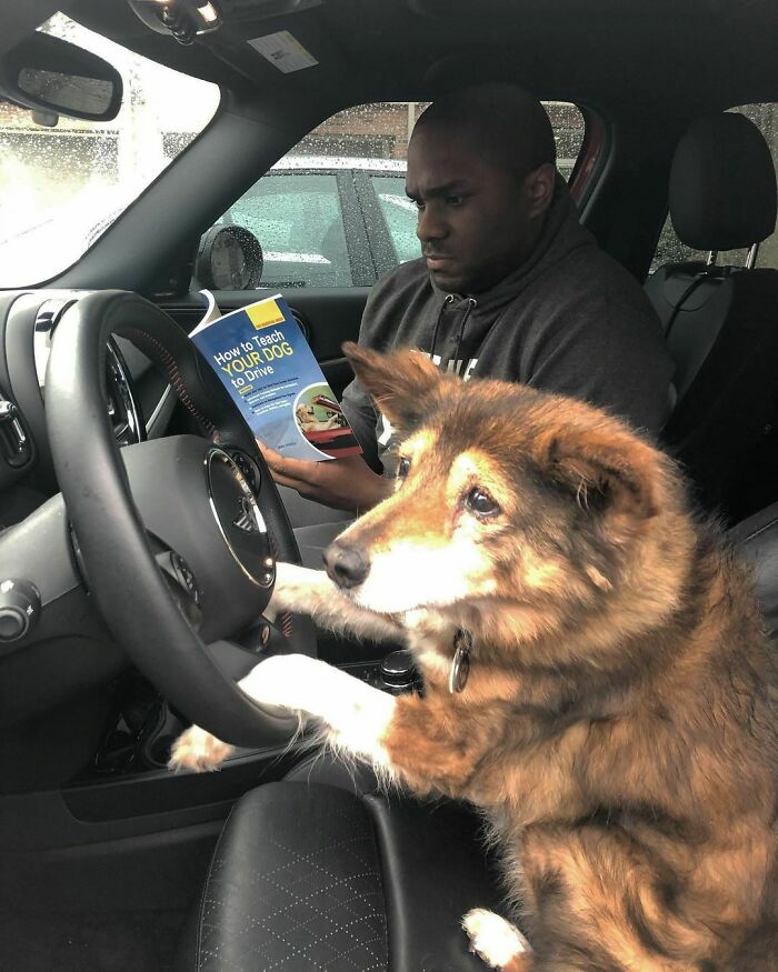 Doggo_taxi
