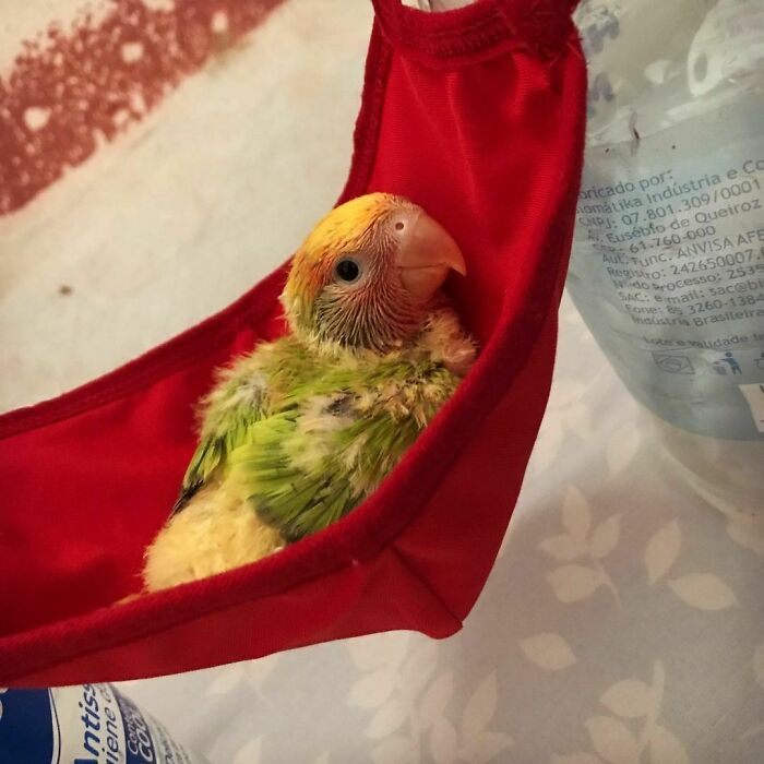 That Post-Food Break In The Hammock