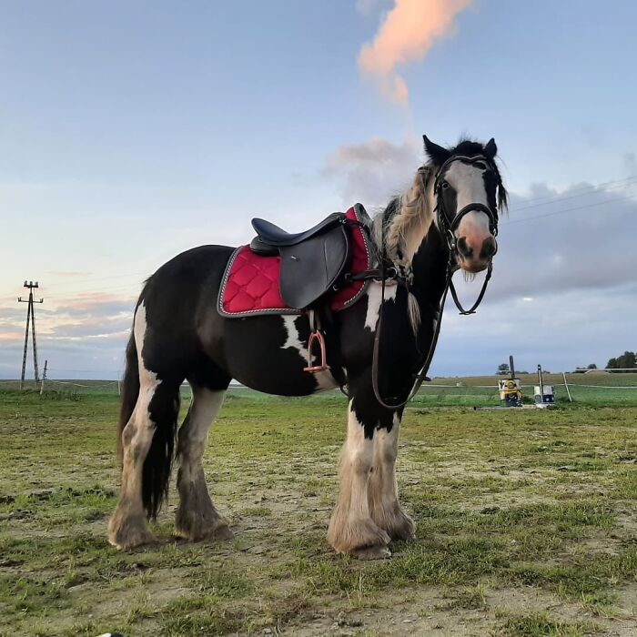A Horse Cow Announcing That The Session Should Already Be Over And Rewarding Its Participation With A Pile Of Carrots. Immediately