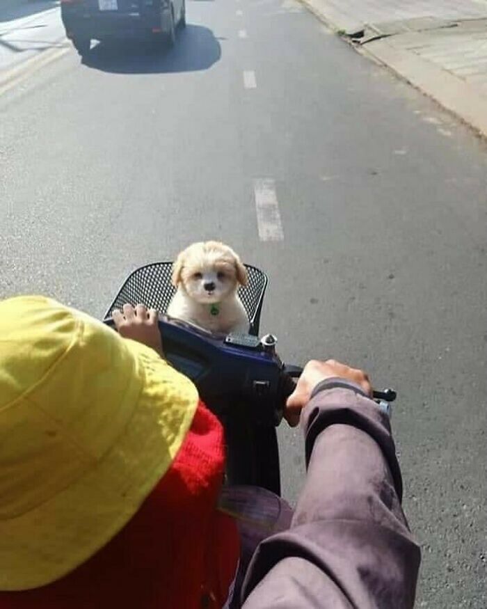 Doggo_taxi