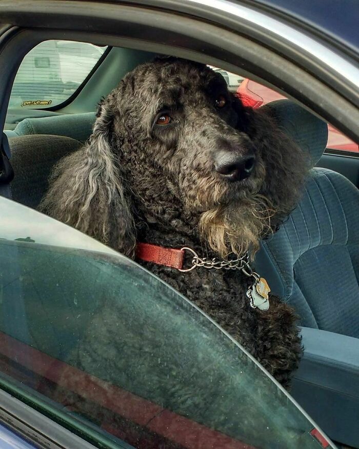 Doggo_taxi
