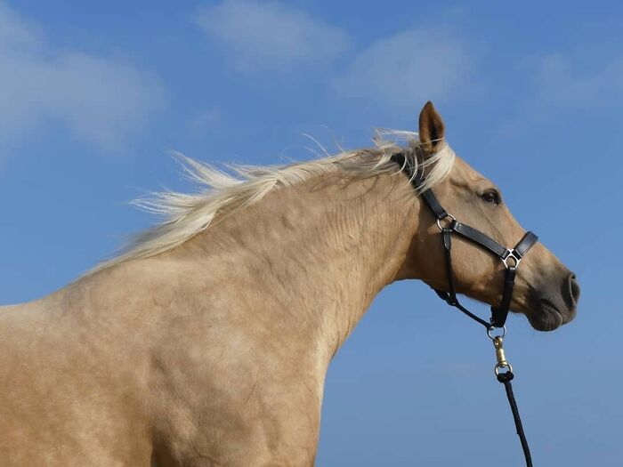 Hair In The Wind. Here We Have A Storm With Hail And Wind. Fortunately, My Accomplices Have A Large, Comfortable Shelter And Plenty Of Hay