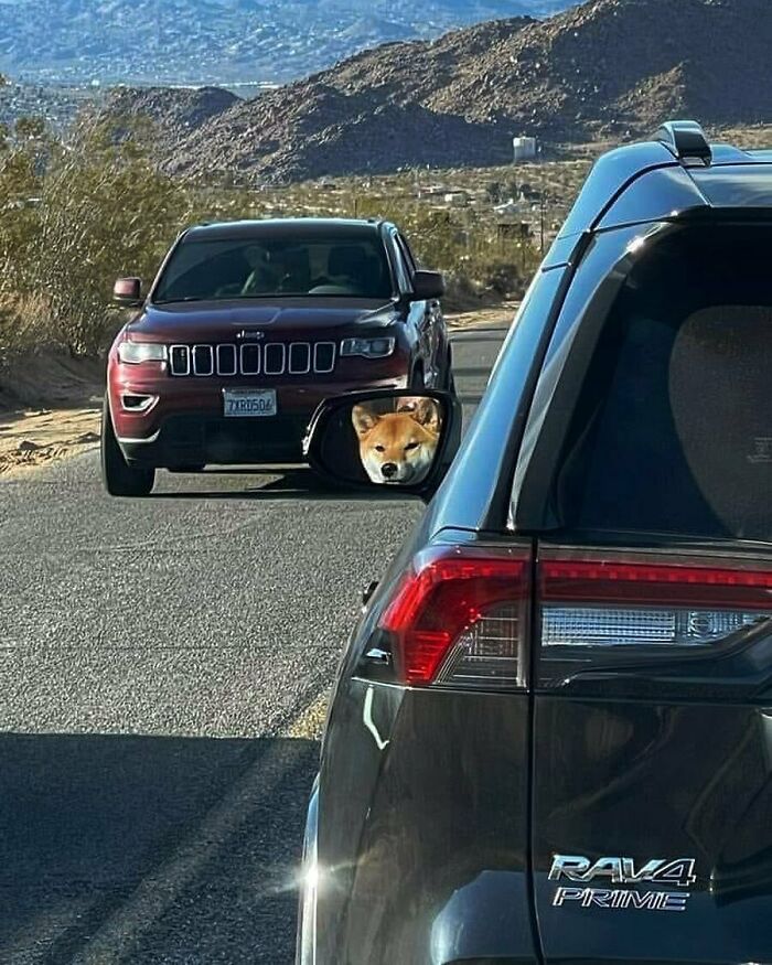 Doggo_taxi