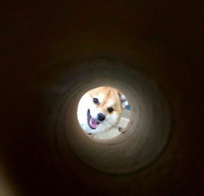 30 Hilariously Goofy Animals To Brighten Up Your Day (New Pics)