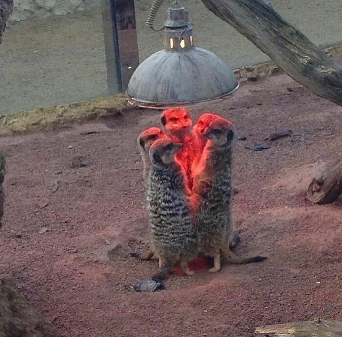 30 Hilariously Goofy Animals To Brighten Up Your Day (New Pics)