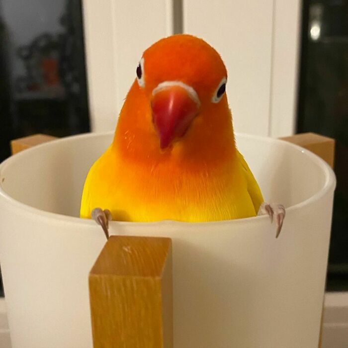 Hiding In The Lamp. Chiyo Always Does This When He Gets Told Off For Stuff