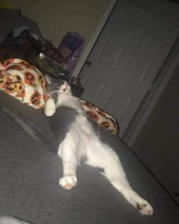 Gray and white cat lying on its back with legs stretched out, acting goofy and relaxed on a bed with a patterned blanket.