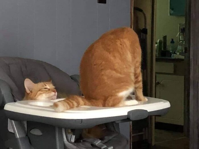 Goofy orange cat with its head on the high chair tray while its body faces away, acting so goofy owners thought it was broken.