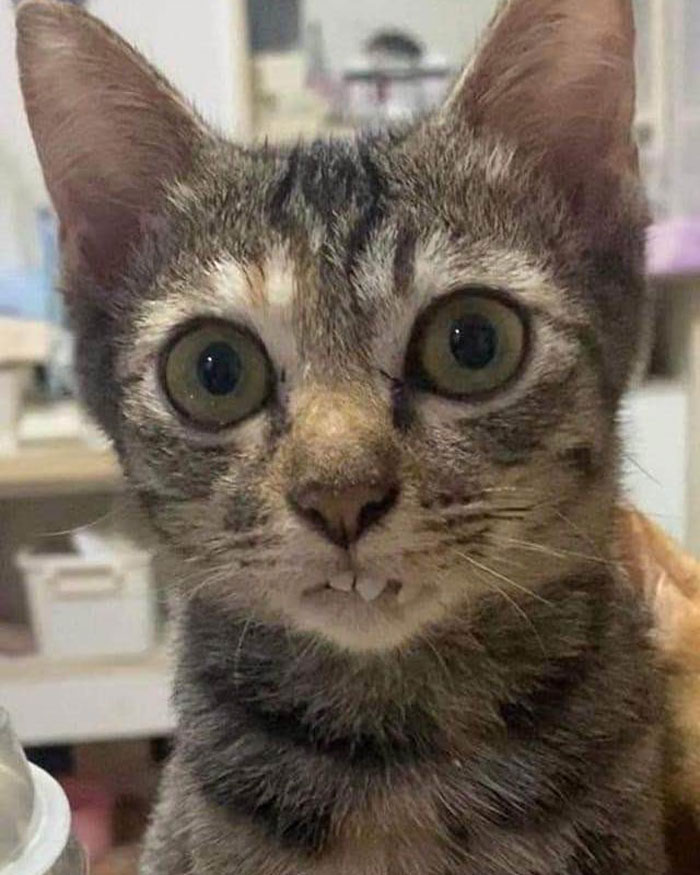 Close-up of a goofy-looking cat with large eyes and unusual teeth acting so funny owners thought it was broken.