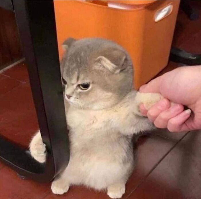 Small gray and white cat caught in a funny pose between furniture and a human hand, acting goofy and playful.