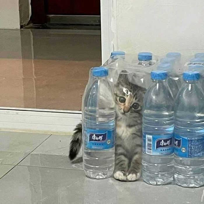 Playful kitten hiding behind plastic water bottles acting goofy and cute in a funny cat moment shared online.