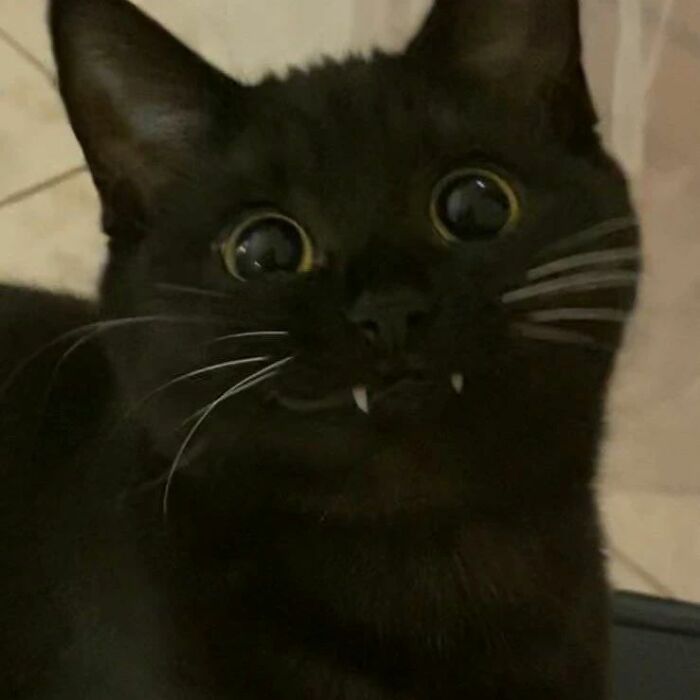 Close-up of a goofy black cat with wide eyes and tiny fangs, acting so silly its owners thought it was broken.