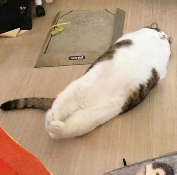 Cat lying on its back with legs stretched out, showing goofy behavior that makes owners think it's broken.
