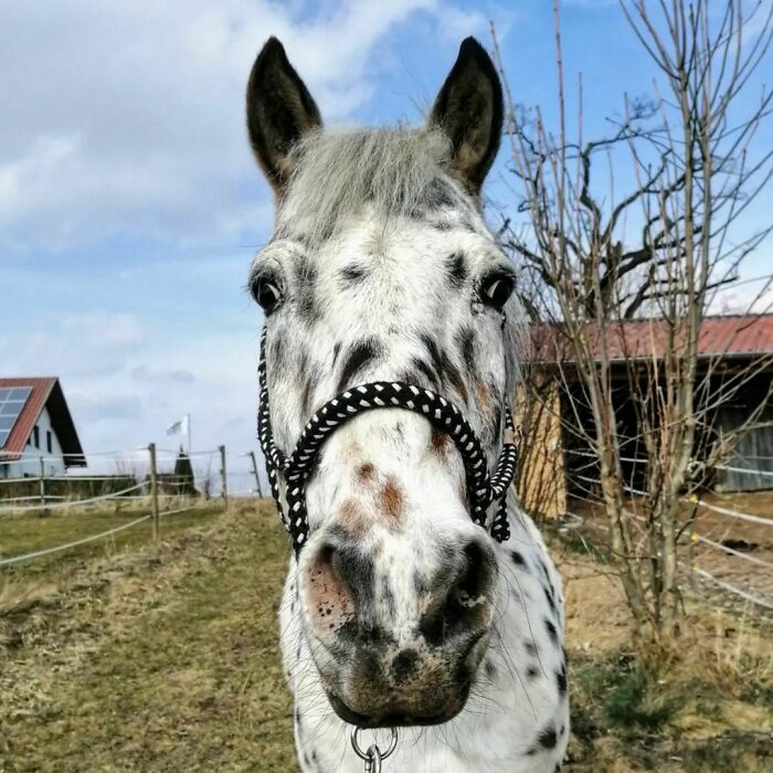 My Little Boy Picasso