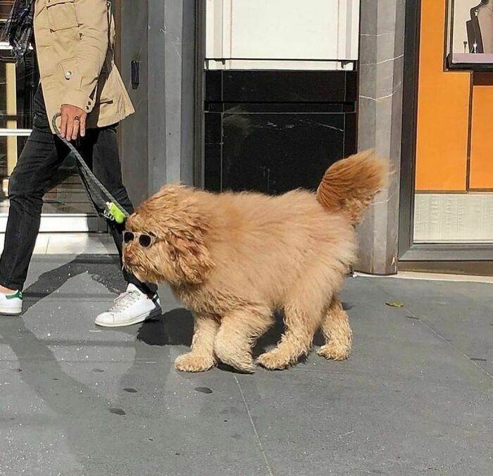 30 Hilariously Goofy Animals To Brighten Up Your Day (New Pics)