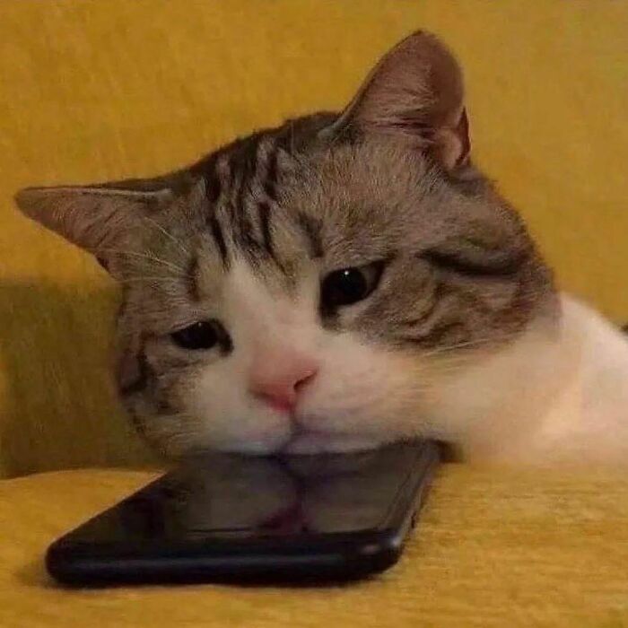 Cat resting head on phone looking goofy and confused, one of the funny moments shared by Cat Virus.Exe page.