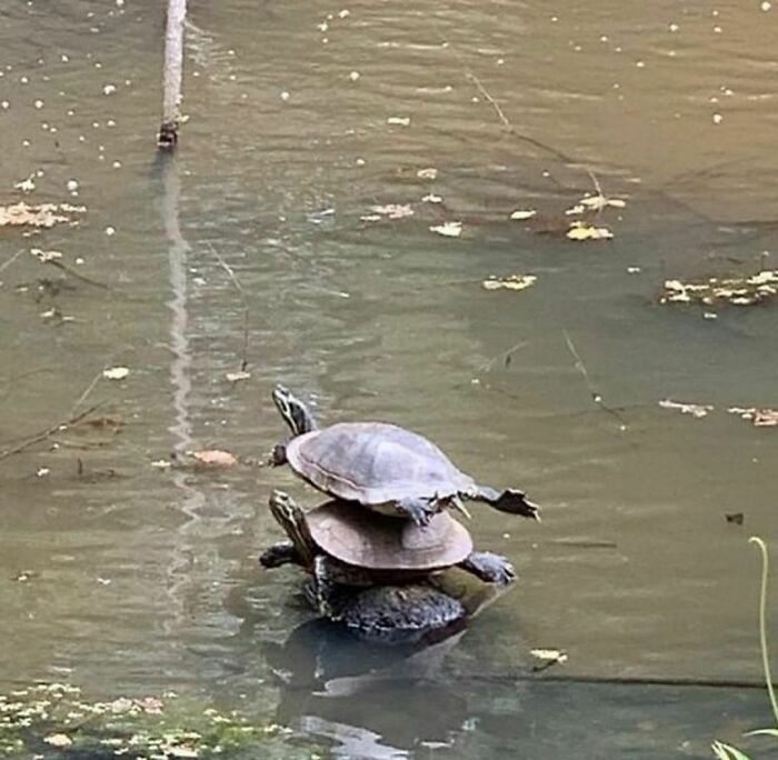 30 Hilariously Goofy Animals To Brighten Up Your Day (New Pics)