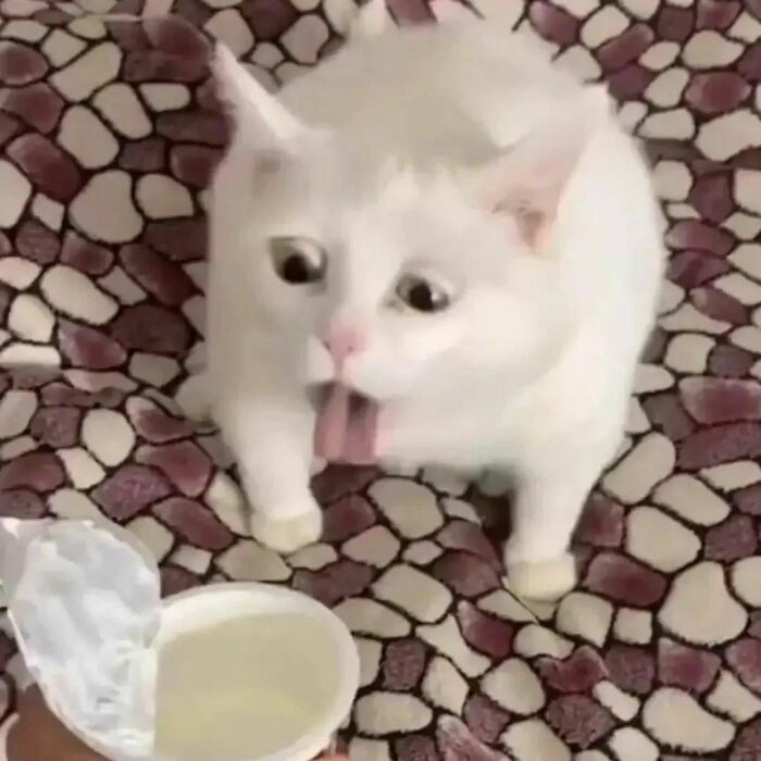 White cat making goofy face with tongue out, acting silly on patterned surface, showcasing funny cat moments shared online.