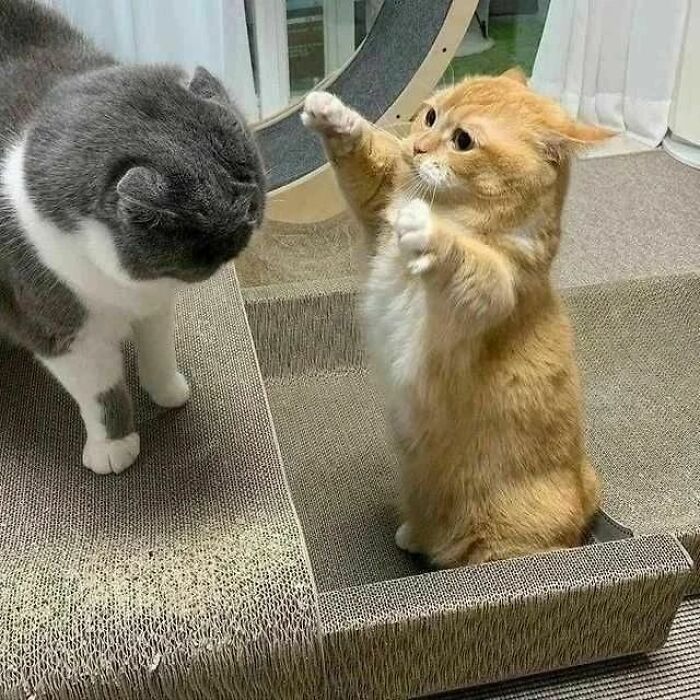 Two goofy cats playfully interacting on a cat scratcher, showing silly and curious behavior often seen in funny cat moments.