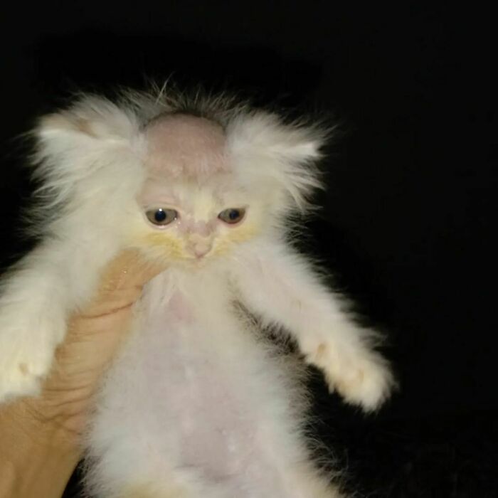 Fluffy white kitten with a shaved head, looking goofy and confused, held up against a dark background in a funny cat moment.
