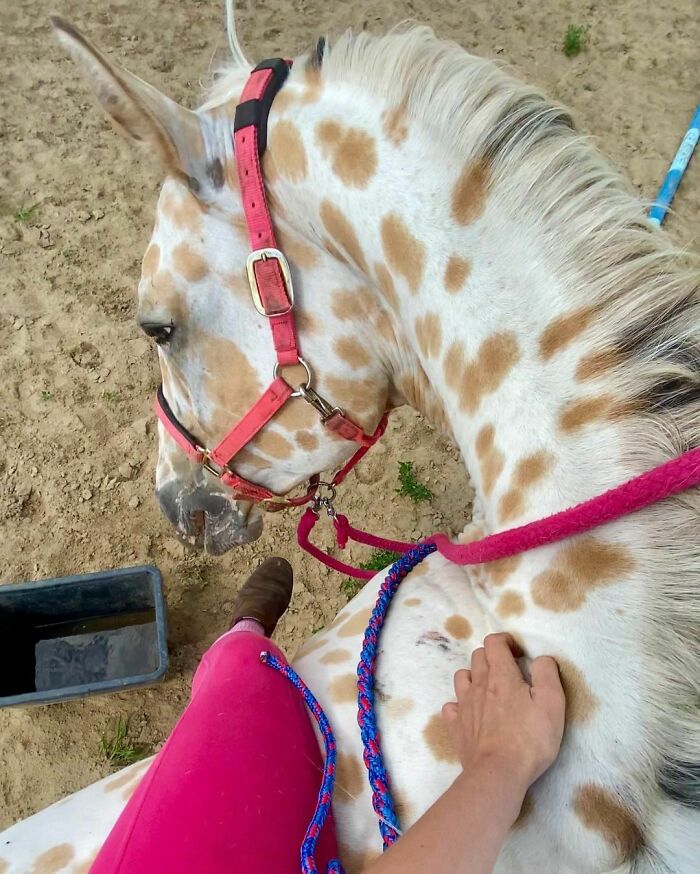 Completely Bareback And Bitless. We Even Trotted A Bit! Practice A Lot With The Neckrope Today. Got On Him Via Trampoline