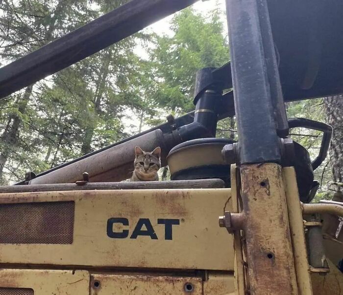 Tabby cat sitting behind a rusty CAT construction machine, acting goofy and blending with the equipment outdoors.