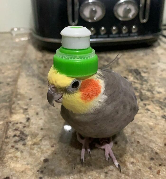 Another Day, Another Hat