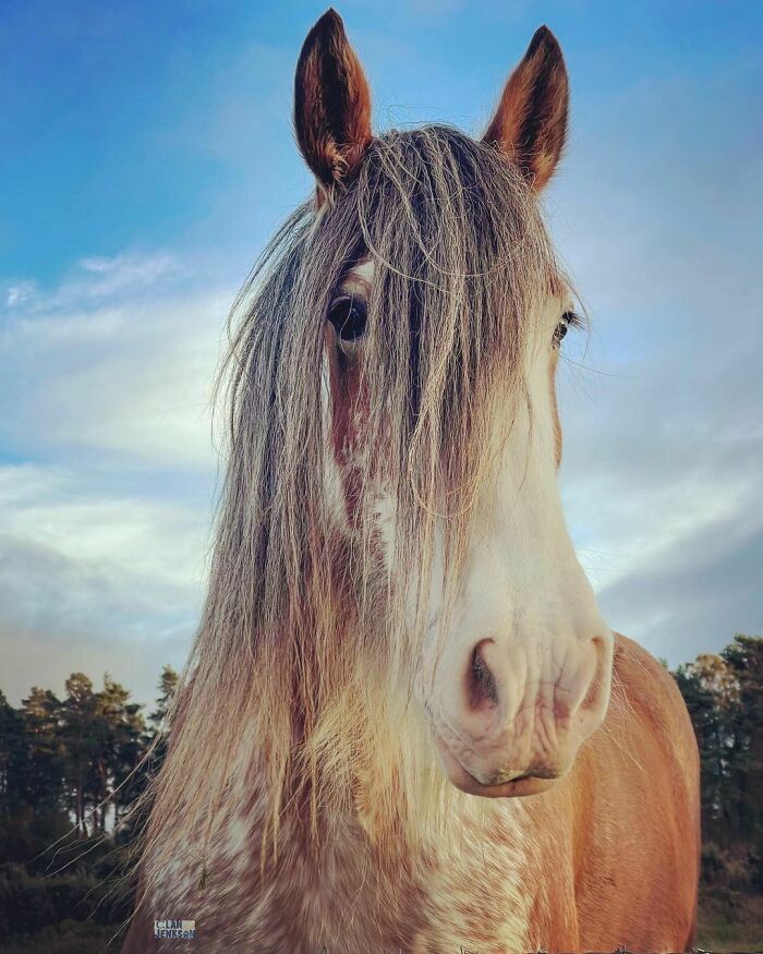 Flash - Our 10yo Clydesdale Who Was Our First Horse And We Backed Him Ourselves