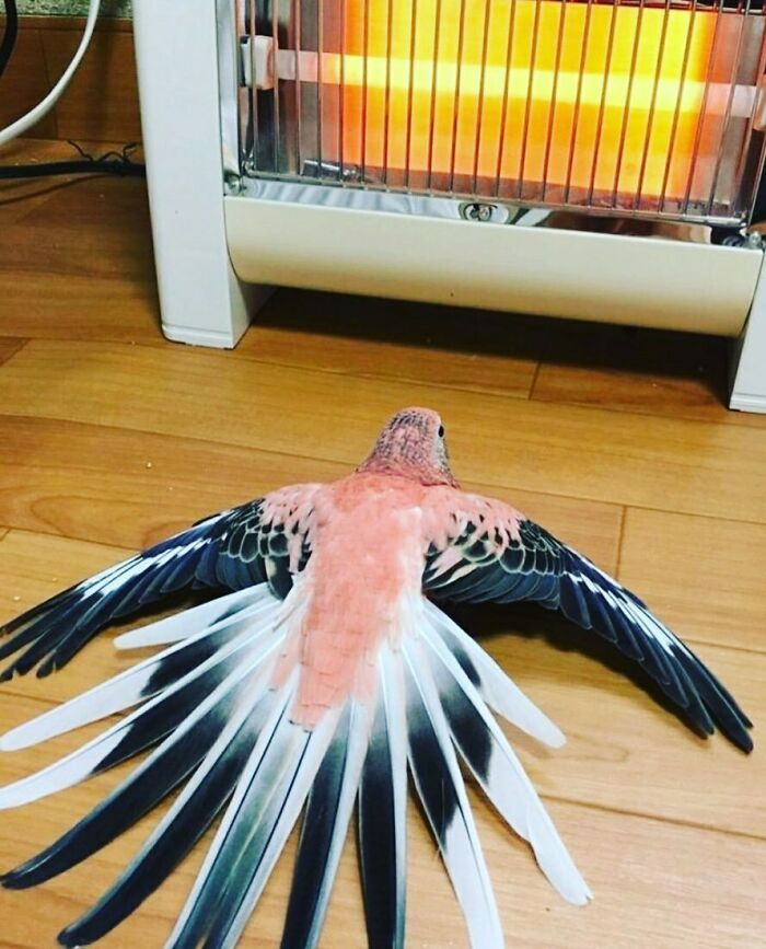 a parrot with open wings lying on the floor against the heater