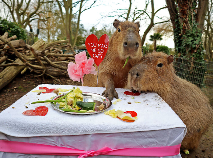 Cap-Ily Ever After: Zoo&rsquo;s &lsquo;Romantic&rsquo; Efforts Bring Arrival Of First Capybara Baby In Over A Decade (5 Pics)