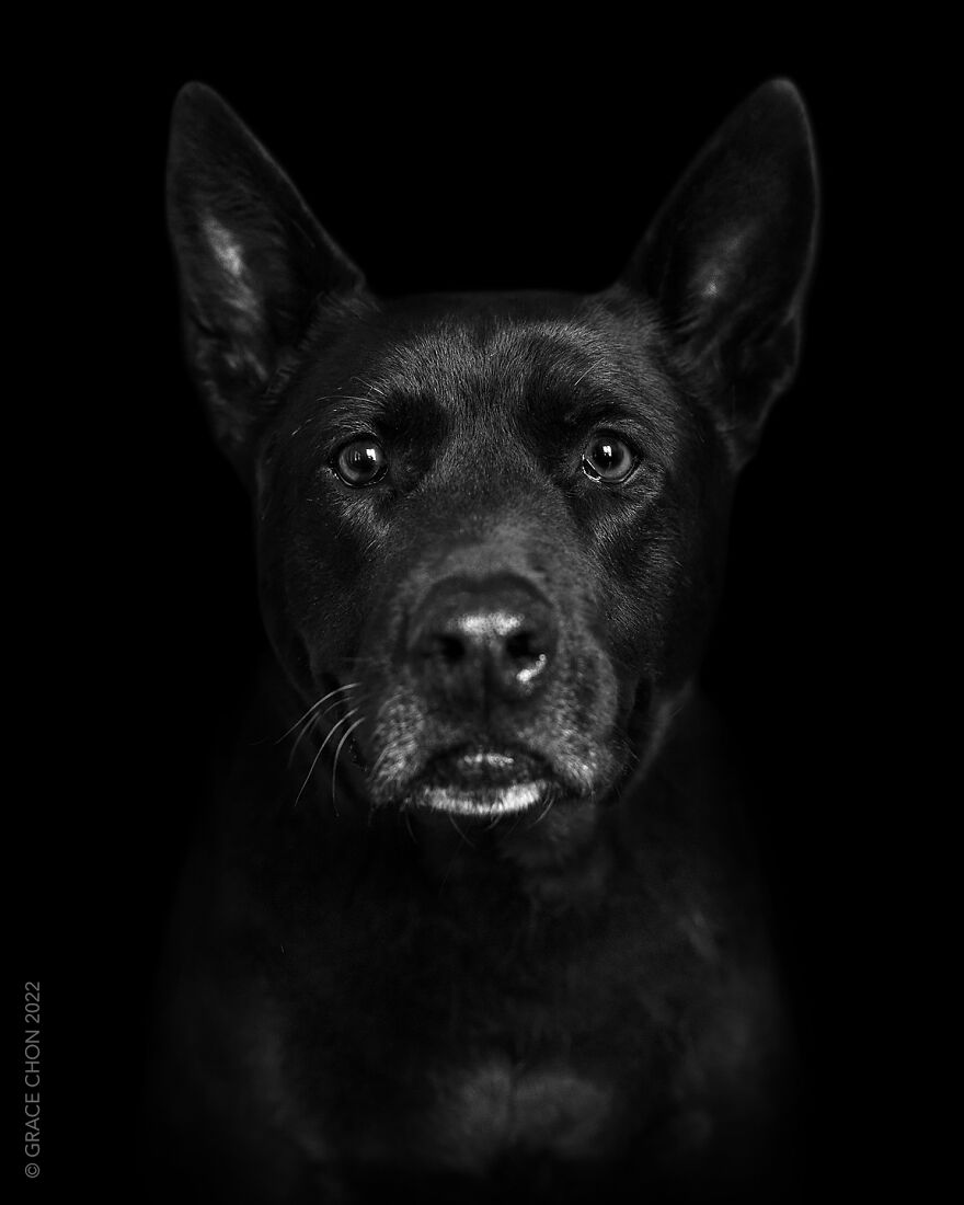 I Took Photos Of Dogs That Can Help You Slow Down, Breathe, And Feel Better. I Took Photos Of Dogs That Can Help You Slow Down, Breathe, And Feel Better.