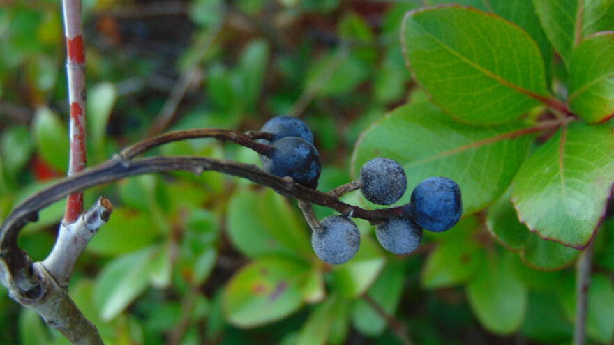 Berries