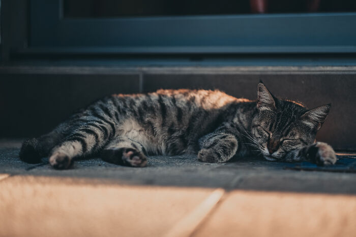 I Took Photos Of Stray Cats In Limassol, Cyprus (17 New Pics)