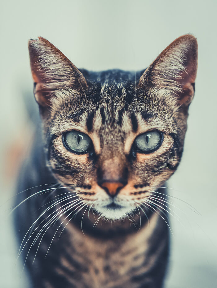 I Took Photos Of Stray Cats In Limassol, Cyprus (17 New Pics)